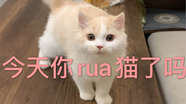 Come pet the cat! It doesn’t resist at all.