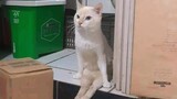 The most polite Cat in the world 😱 Funny and Cute Cat Ever!