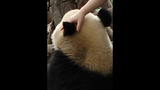 What's the feeling of touching panda's ears?