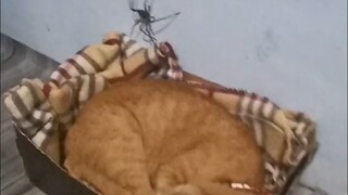 Raising a cat for a thousand days, relying on it for just a moment—when it really counts, the big or