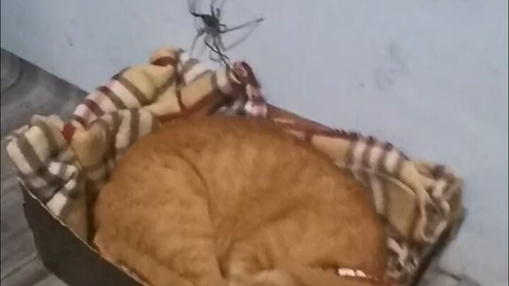 Raising a cat for a thousand days, relying on it for just a moment—when it really counts, the big or