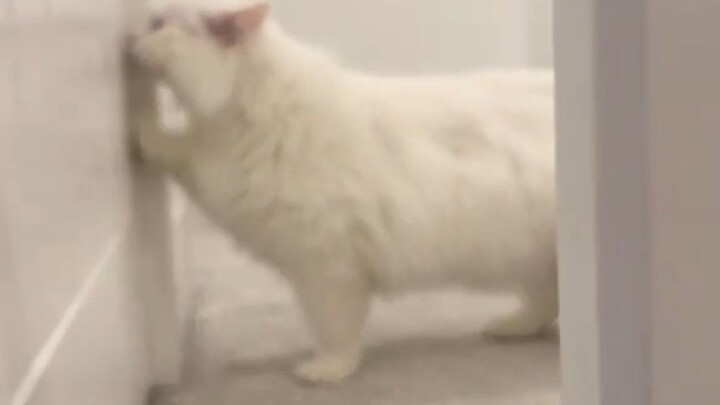 Bu, kenapa nggak bukain pintu buatku? Apa Mama udah nggak sayang sama aku lagi?