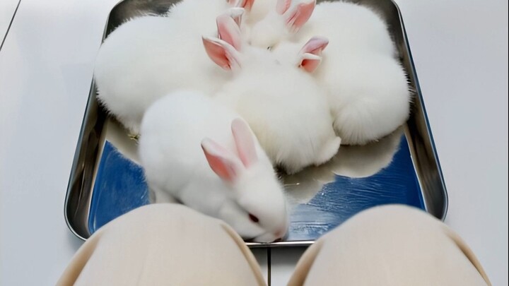 Apa yang harus dilakukan jika tidak membawa tisu? Temanmu membawakan ini untukmu ASMR