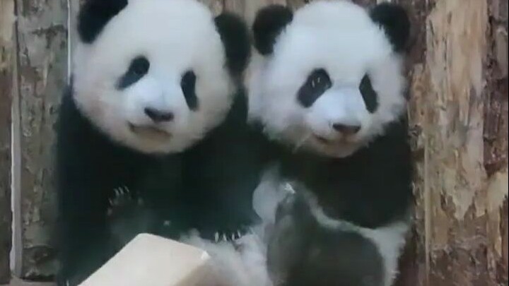 دبّانان باندا في الزاوية: شوف شكله اللي ما يساوي شي ☺️