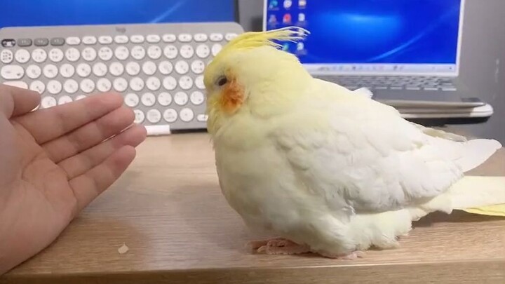 ลูกไก่ตัวน้อย