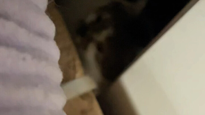 Fell down while sneaking cat food!