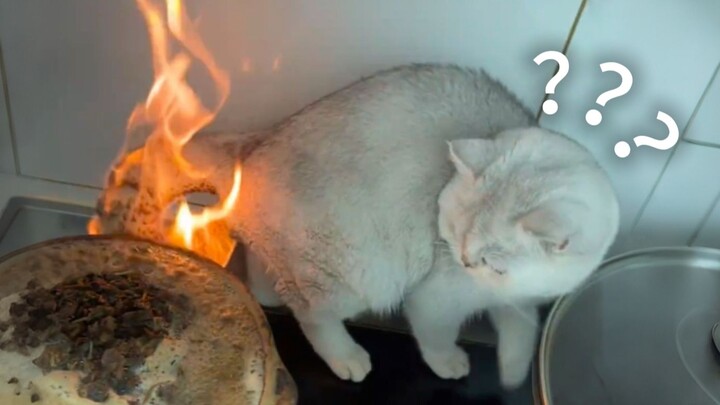 “Award-Winning Collection of Animals’ Confusing Behaviors 288”