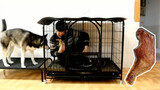 To Prevent the Dog's Pestering, the Owner Locked Himself in a Dog Cage!