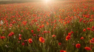 Red Flowers..