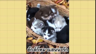 เพื่อนตัวน้อย สัตว์เลี้ยงแสนซน : ฮักส์กี้หมาแสนน่ารัก