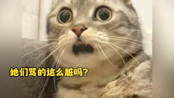 Khoảnh khắc hài hước của động vật