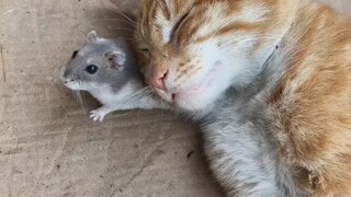 Cat: Notify the house mouse!