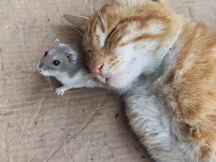 القط: أخبر الفئران المنزلية!