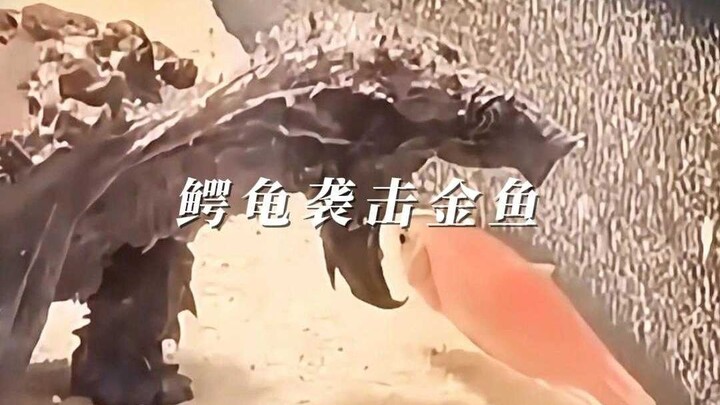 The Full Sequence of a Snapping Turtle’s Lightning-Fast Attack on Goldfish