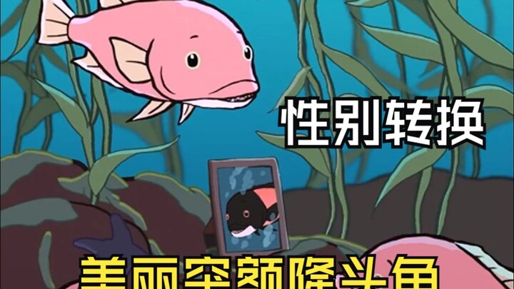 Ada hewan apa lagi yang bisa berubah kelamin?