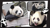 Giant Panda Understanding Sichuanese