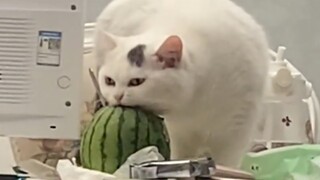 แมว: ฉันยังคงพูดคำเดิมว่า การเป็นแมวไม่จำเป็นต้องปกติมากนัก!