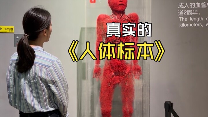 How are the body specimens that have stunned the entire internet made? The human body is so exquisit