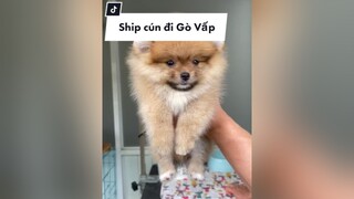 Ship cún đi Gò Vấp pomeranian pom phocsoc thucung chamsocthucung dongvat petlover doglover pet cho petsoftiktok