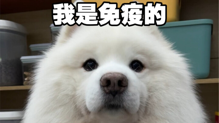 Little Sheep: I'm immune—totally immune!