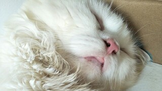Snows being sweet every rainy days || Clowder zone