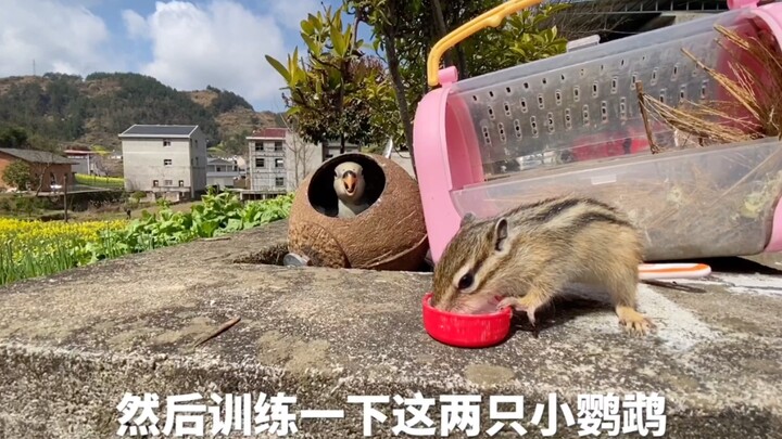 Bayi burung beo yang pintar kali pertama keluar sudah begitu manis, terus-menerus memanjat ke tubuh 