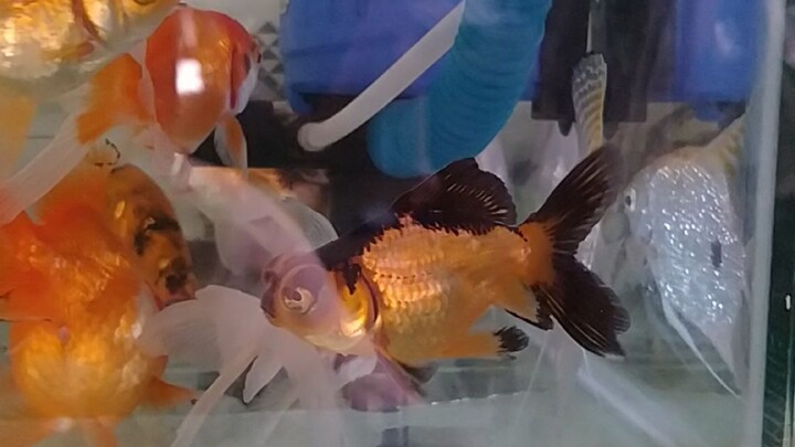 my fish cuties