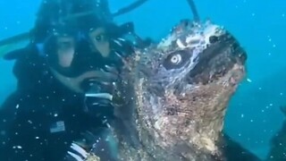 海鬣蜥生活在日本的话，是不是会变成哥斯拉？