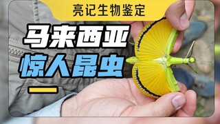 Several Malaysian insects that surpass human imagination
