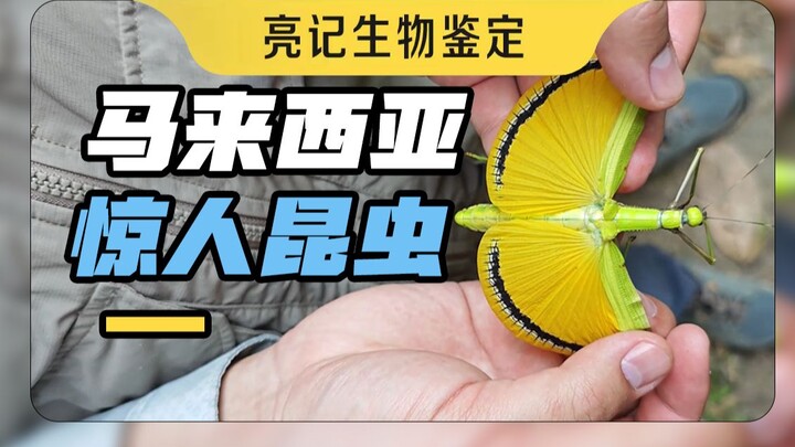 Several Malaysian insects that surpass human imagination