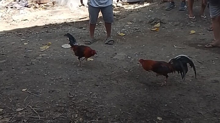 red Kelso 2x win. plus tabla. pero ayos lang hindi nag papatalo kahit balda na.