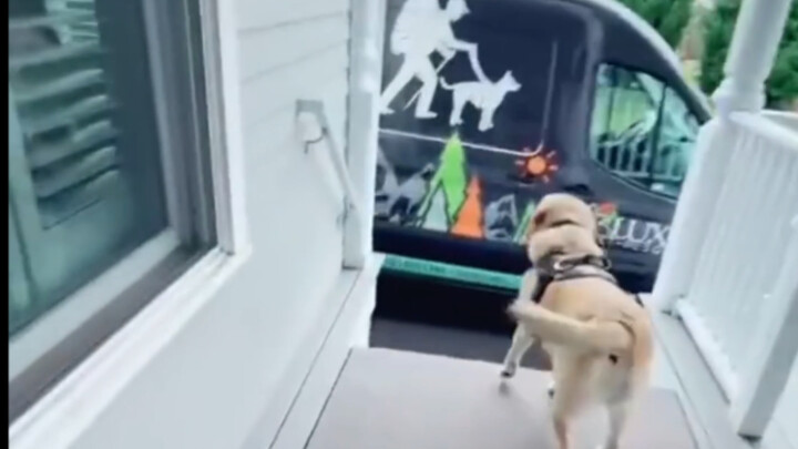 Seekor anjing yang setiap hari menantikan untuk pergi ke tempat penitipan anak-anak!