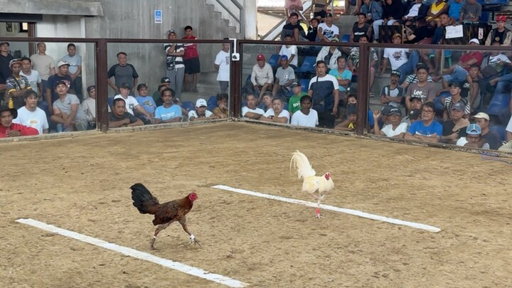 4 cock @VARGAS COLISEUM- LWWL