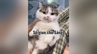 Nói chung cứ bị cắn mấy lần là làm đc ạ mèo cat