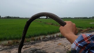 7 Ân - GẶP BẦY CÁ LEO CÂY MƯA RƯỚC CÁ