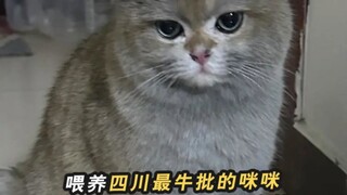 ไปเลี้ยงเจ้าเหมียวที่ขึ้นชื่อที่สุดในเสฉวนถึงบ้าน จนเผาบ้านไปด้วย ตอนนี้ถูกจับมาให้สำนึกอยู่ตรงนี้