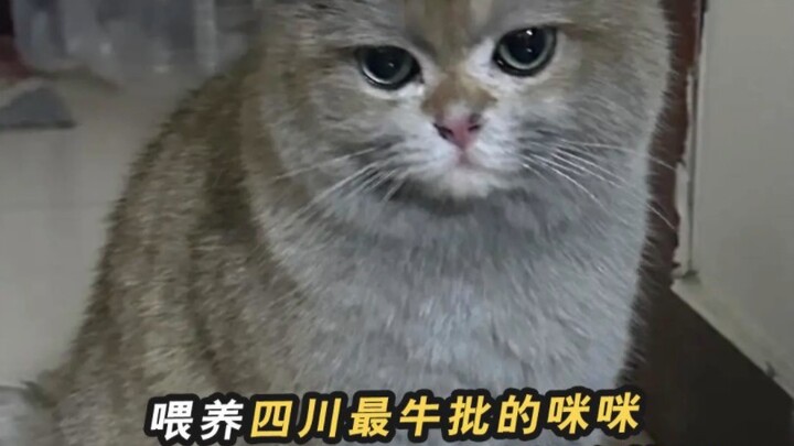 Datang langsung memberi makan kucing paling tangguh di Sichuan, rumahnya terbakar, sekarang ditingga