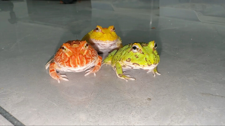 They may look a bit goofy, but feeding them every time is so much fun!