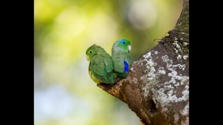 Parrotlet si Burung Mungil yang Lucu