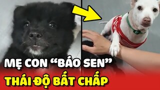 Hai mẹ con cún khiến Sen ĐAU ĐẦU vì QUÁ BÁO và thái độ KHÔNG TỐT 😂 | Yêu Lu