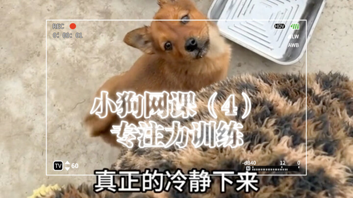 Detailed Guide: How New Dog Owners Can Develop Their Puppy’s Focus