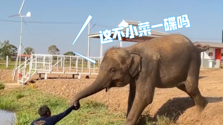 Gajah mengira ayah jatuh ke sungai dan langsung bergegas menyelamatkan 👍