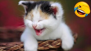 Try Not To Laugh | Funniest Cat Videos In The World | Funny Animal Videos #58
