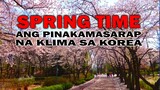 SPRING TIME | pinakamasarap na klima sa korea | AJ PAKNERS