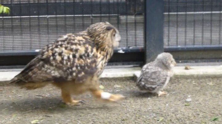 (Burung Hantu Elang) Si Bola Bulu Besar mengajak si Bola Bulu Kecil berkeliling wilayah kekuasaannya