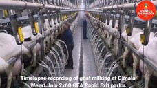 MODERN HIGH-TECH GOAT FARMING