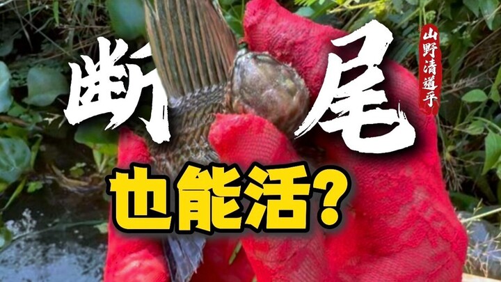 Who would have thought scavengers are so resilient! Even with their tail broken, they can still surv