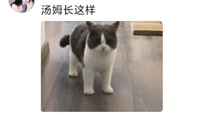 Apa sih maksud jahat seekor kucing kecil bernama Tom?