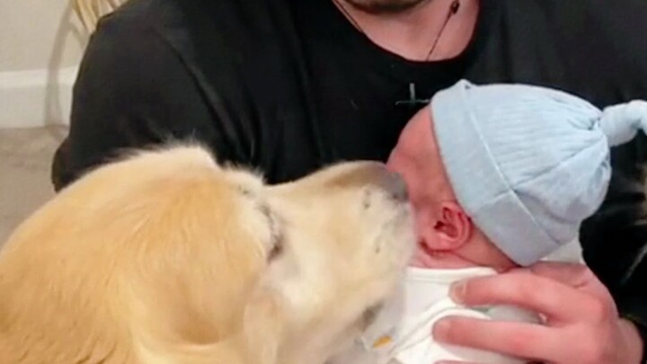 เจ้าโกลเด้นรีทรีฟเวอร์ที่ไม่สามารถมีลูกได้โดยธรรมชาติ มองดู主人อุ้มลูกน้อยด้วยความอิจฉาสุดๆ จน主人ตัดสิน