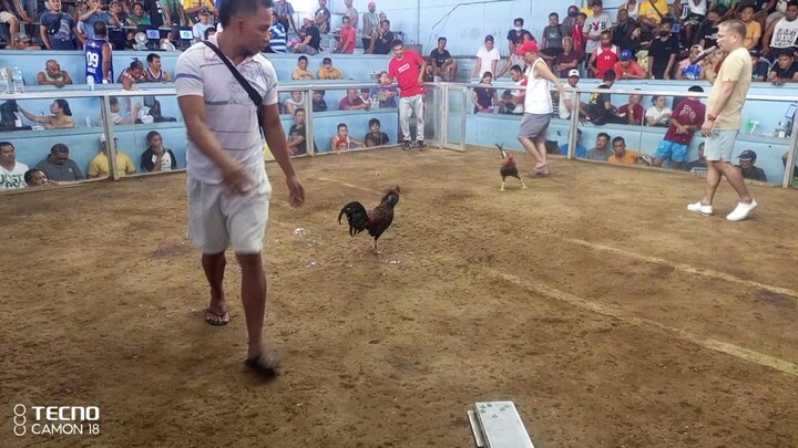 sabong d pinaporma kalaban brownred vs dome